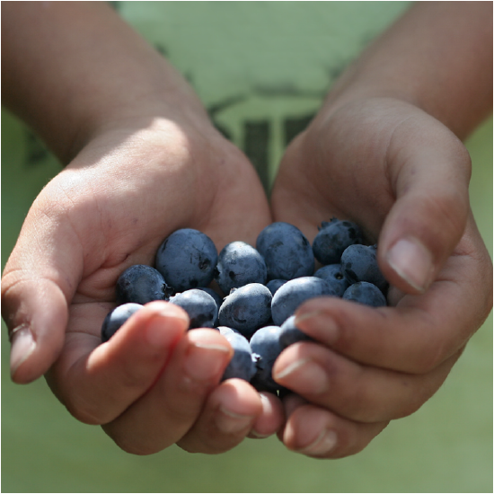 blueberries in hands