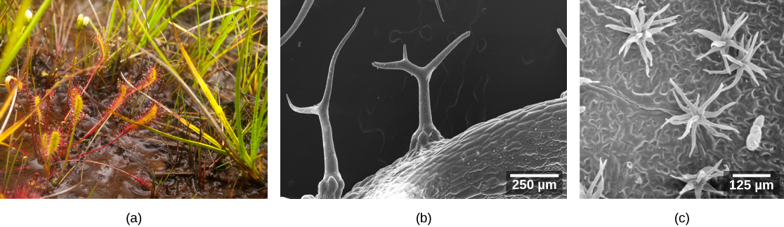 Photo (a) shows a plant with many fuzzy white hairs growing from its surface. Scanning electron micrograph (b) shows branched tree-like hairs emerging from the surface of a leaf. The trunk of each hair is about 250 microns tall. Branches are somewhat shorter. Scanning electron micrograph (c) shows many multi-pronged hairs about 100 microns long that look like sea anemones scattered across a leaf surface.