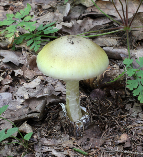 death-cap mushroom