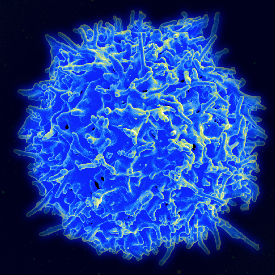 Healthy Human T Cell micrograph