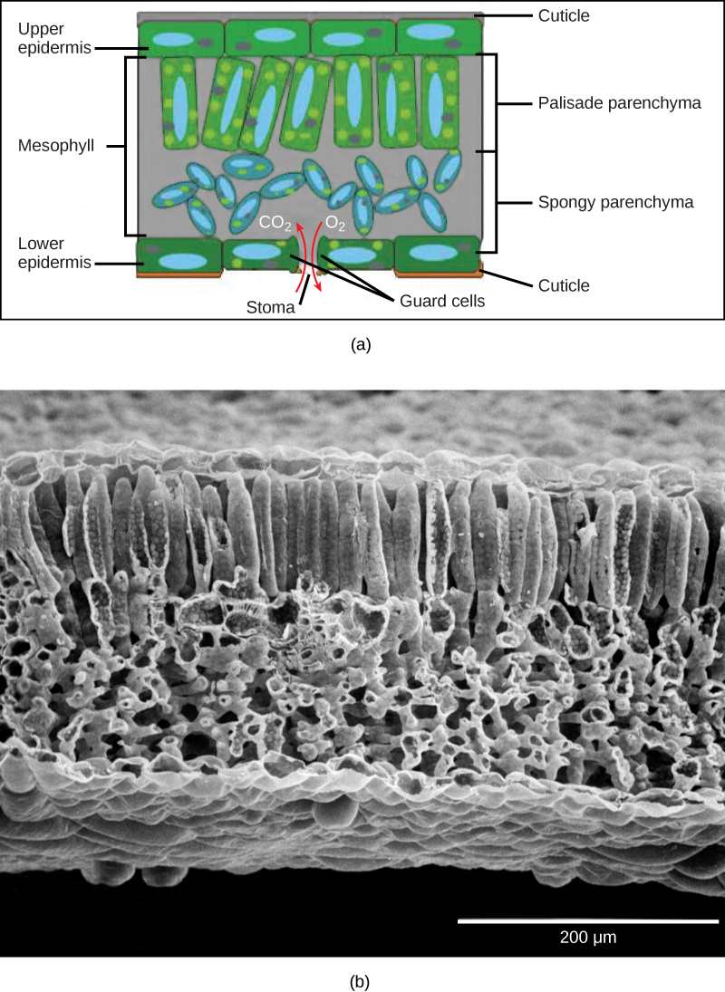 Illustration and scanning electron micrograph of a leaf cross section, showing the palisade and spongy parenchyma
