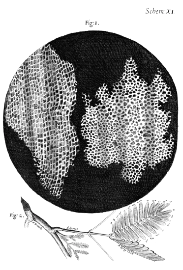 Cork Micrograph made by Robert Hooke