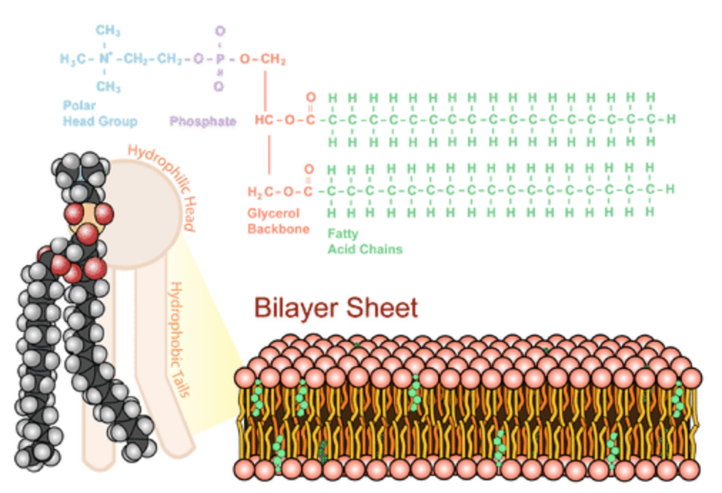 phospholipids and  plasma membrane bilayer sheet; details in text above