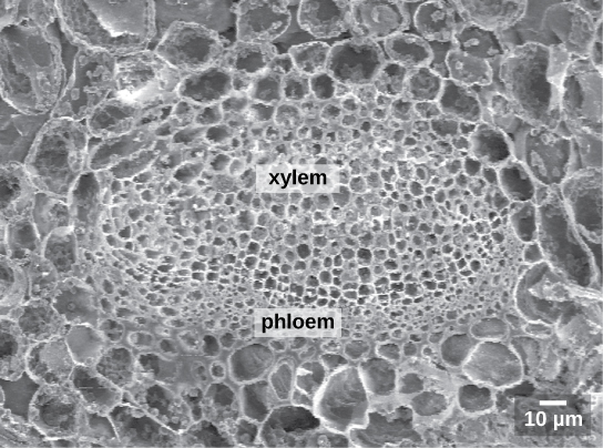 La micrografía electrónica de barrido muestra un haz vascular ovalado. Las células pequeñas del floema forman la parte inferior del haz y las células de xilema más grandes forman la parte superior. El haz está rodeado por un anillo de células más grandes.