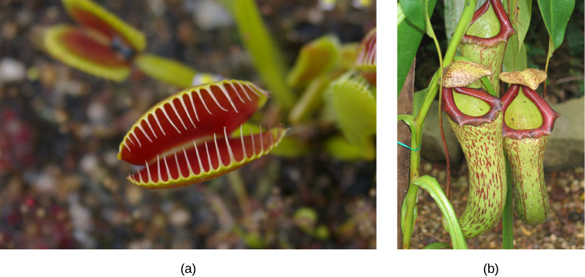 Foto izquierda muestra hojas modificadas de una Venus atrapamoscas. Las dos hojas se asemejan a la parte superior e inferior de la boca, y son rojas en el interior. Los apéndices en forma de pelo, como dientes, enmarcan cada hoja modificada, de modo que cuando las hojas se cierren, el insecto quedará atrapado. La foto derecha muestra tres hojas modificadas de la planta jarra, las cuales son tubos verdes con motas rojas y tienen un borde rojo formando la abertura superior.