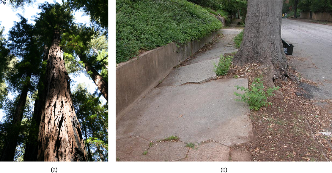 A foto (a) mostra o tronco marrom de uma sequóia alta em uma floresta. A foto (b) mostra um tronco de árvore cinza crescendo entre uma estrada e uma calçada. As raízes começaram a se levantar e rachar as lajes de concreto da calçada.