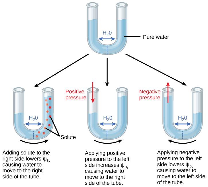 A semipermeable membrane separates two halves of U-shaped tube holding water.