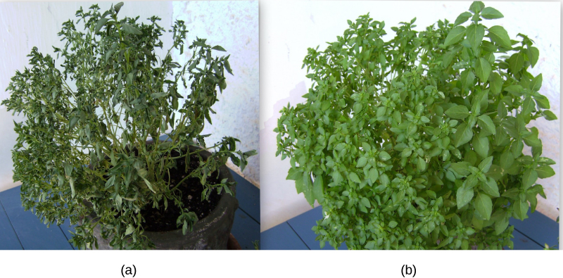 تظهر الصورة اليسرى نباتًا ذابلًا بأوراق ذابلة. تظهر الصورة اليمنى نباتًا صحيًا.