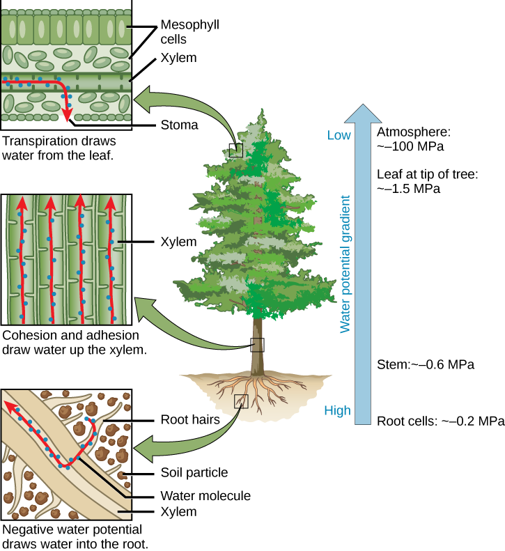 A pine tree with blowups of the root, trunk, and leaf show, showing each component of the cohesion-tension theory