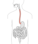 18: Digestive System