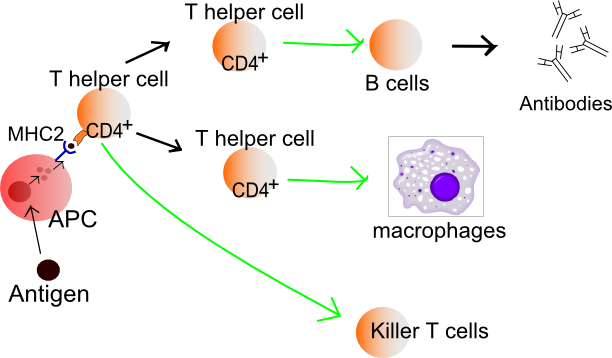 Lymphocyte activation