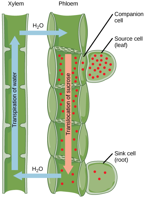 A ilustração mostra a transpiração da água pelos tubos do xilema a partir de uma célula coletora de raízes. Ao mesmo tempo, a sacarose é translocada pelo floema até a célula coletora da raiz de uma célula-fonte foliar. A concentração de sacarose é alta na célula de origem e diminui gradualmente da fonte para a raiz.