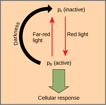 O diagrama mostra as formas ativa (Pr) e inativa (Pfr) do fitocromo. Uma seta indica que a luz vermelha converte a forma inativa na forma ativa. A luz vermelha distante ou a escuridão converte a forma ativa de volta para a forma inativa. Quando o fitocromo está ativo, ocorre uma resposta celular.