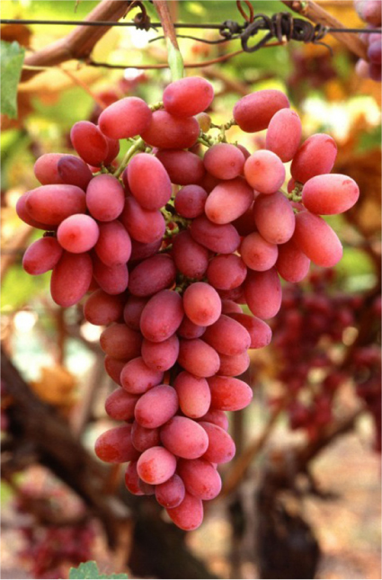 A foto mostra um cacho de uvas avermelhadas crescendo em uma videira.