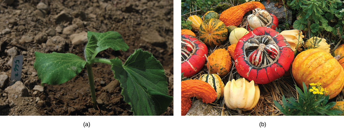 Dark green seedling with three leaves growing on a plot of dark-brown soil (left) and a variety of red, orange, green and yellow squashes (right)