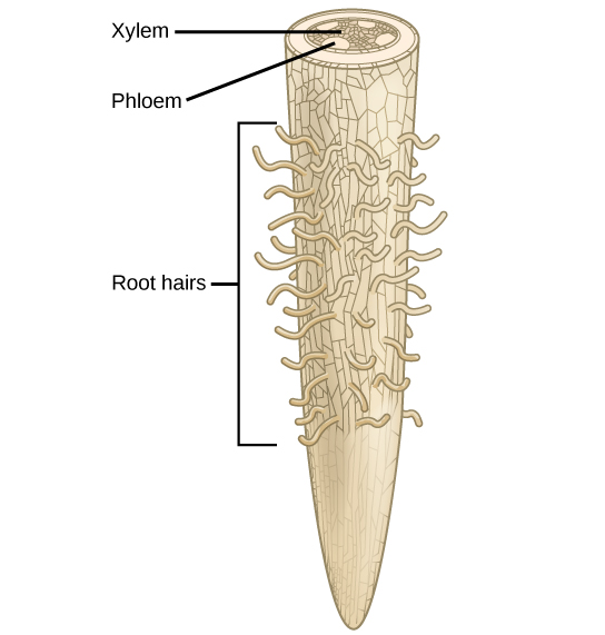 La ilustración muestra una punta de raíz. La punta de la raíz está desnuda, y los pelos crecen más arriba. Una sección transversal en la parte superior de la raíz revela tejido de xilema intercalado por cuatro óvalos que contienen floema en la periferia.