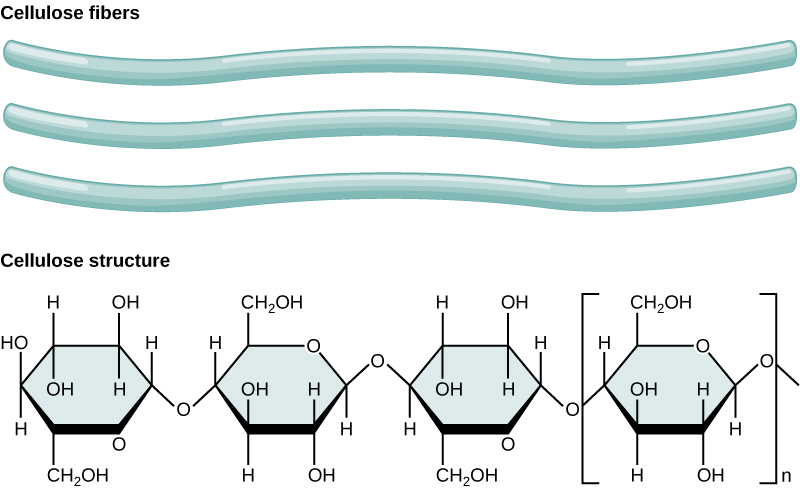 Se muestran tres fibras de celulosa y la estructura química de la celulosa. La celulosa consiste en cadenas no ramificadas de subunidades de glucosa que forman fibras largas y rectas.