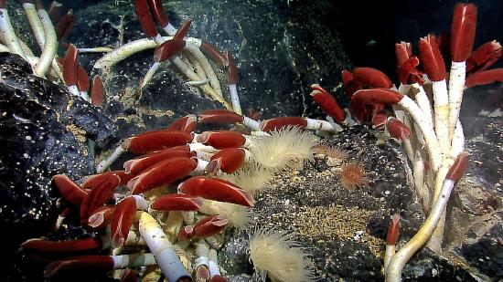 Riftia tube worms Galapagos