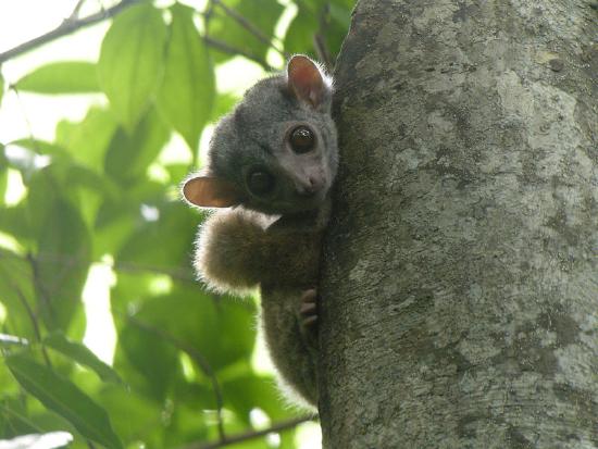 Milne-Edwards' Sportive Lemur, Ankarafantsika, Madagascar