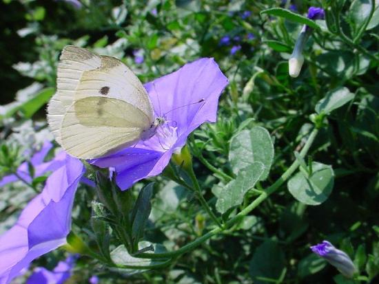 butterfly and bluish purple flower
