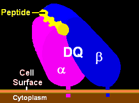 An illustration of a human leukocyte antigen protein, HLA-DQ,
