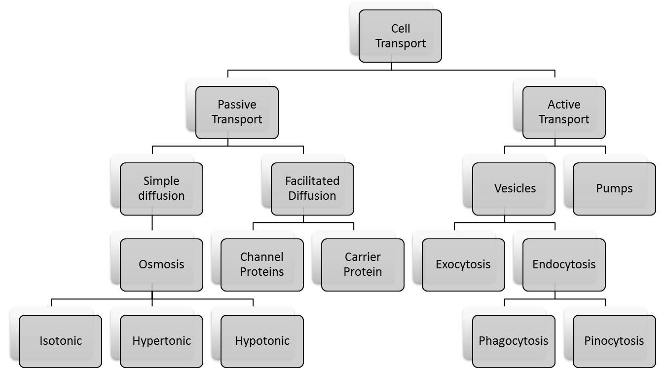 Cell Transport Chart