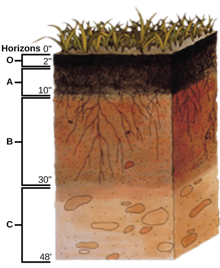 La ilustración muestra una sección transversal de capas de suelo, u horizontes. La capa superior, de cero a dos pulgadas, es el horizonte O. El horizonte O es de un color marrón rico y profundo. De dos a diez pulgadas es el horizonte A. Esta capa es de color ligeramente más claro que el horizonte O, y son visibles extensos sistemas de raíces. De diez a treinta pulgadas es el horizonte B. El horizonte B es de color marrón rojizo. Las raíces más largas se extienden hasta el fondo de esta capa. El horizonte C se extiende de 30 a 48 pulgadas. Esta capa es rocosa y desprovista de raíces.