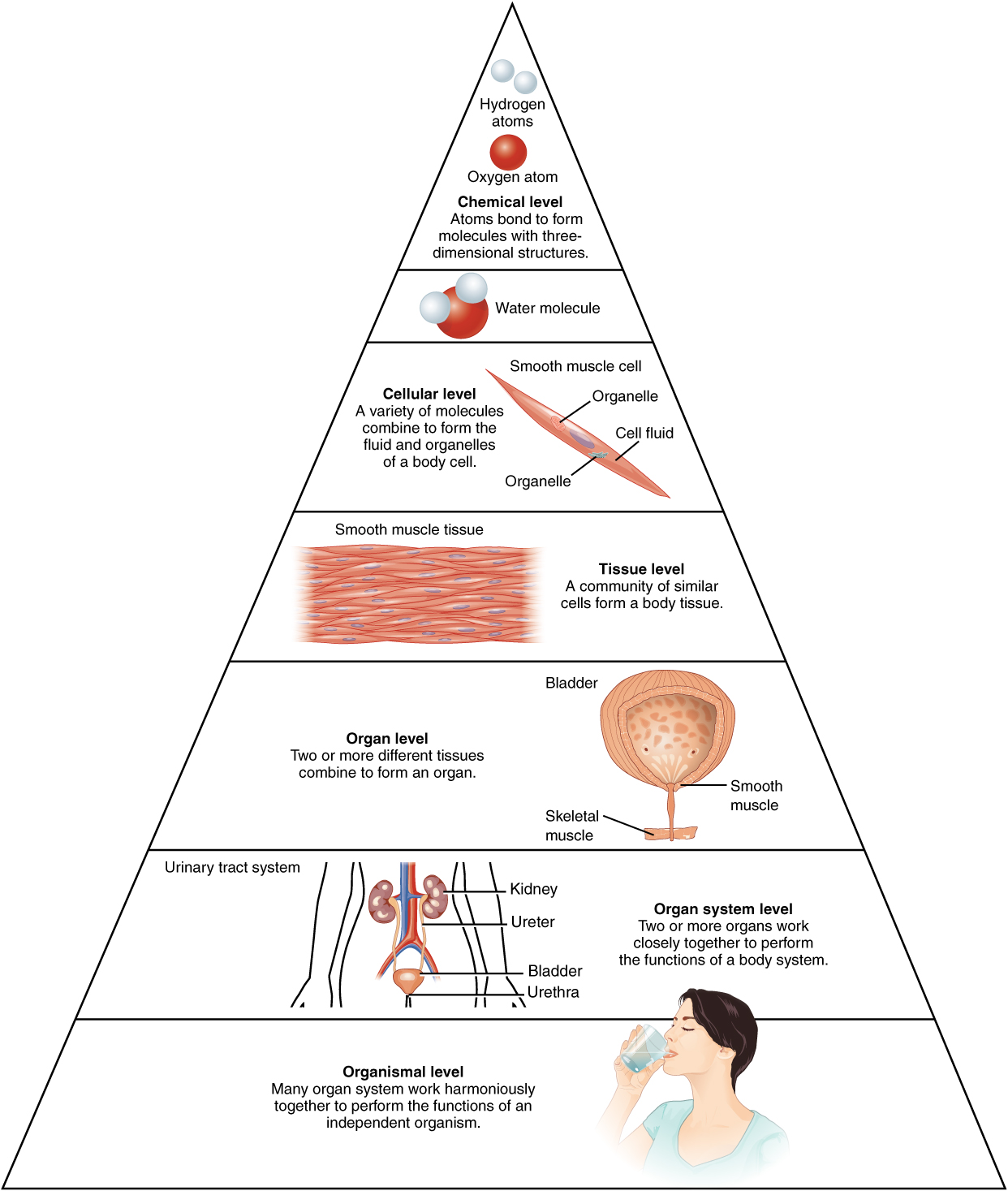 Levels of body organization hierarchy