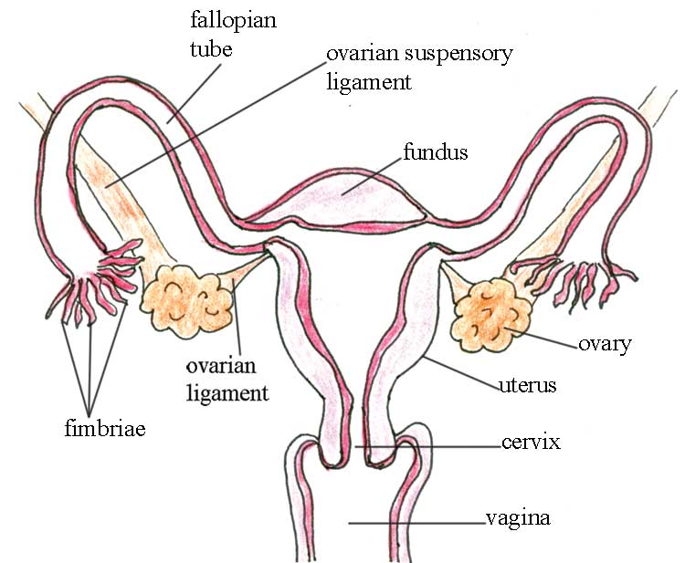 Female Reproductive System Chart