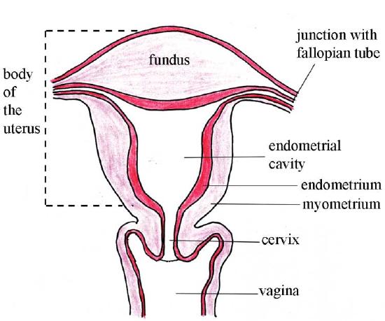 14 6 Structures Of The Female Reproductive System Biology Libretexts