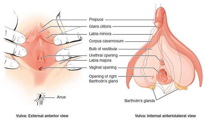 glándulas vestibulares femeninas