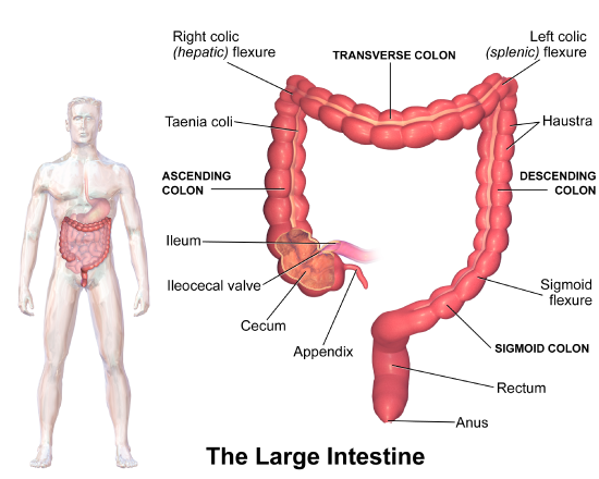 Large Intestine Anatomy