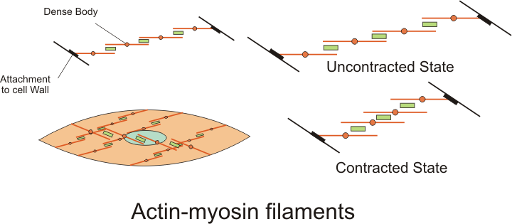 Actin myosin filaments of smooth muscle