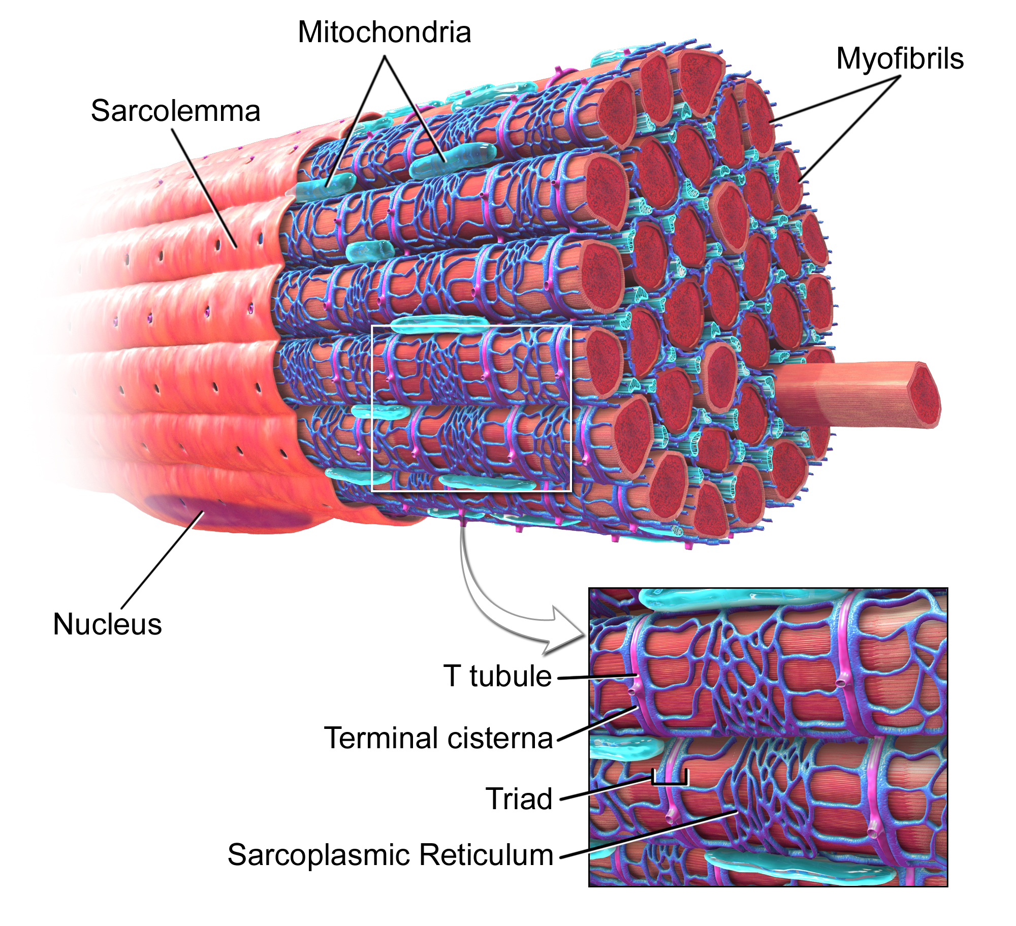 Skeletal Muscle fiber with T-tubules 