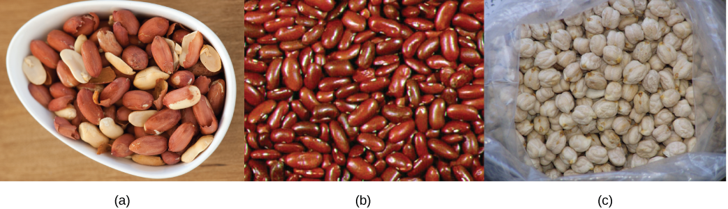 تظهر الصورة العلوية وعاءًا من الفول السوداني المقشر. تظهر الصورة الوسطى الفاصوليا الحمراء. تُظهر الصورة السفلية حمصًا أبيض ووعرة ومستديرًا.