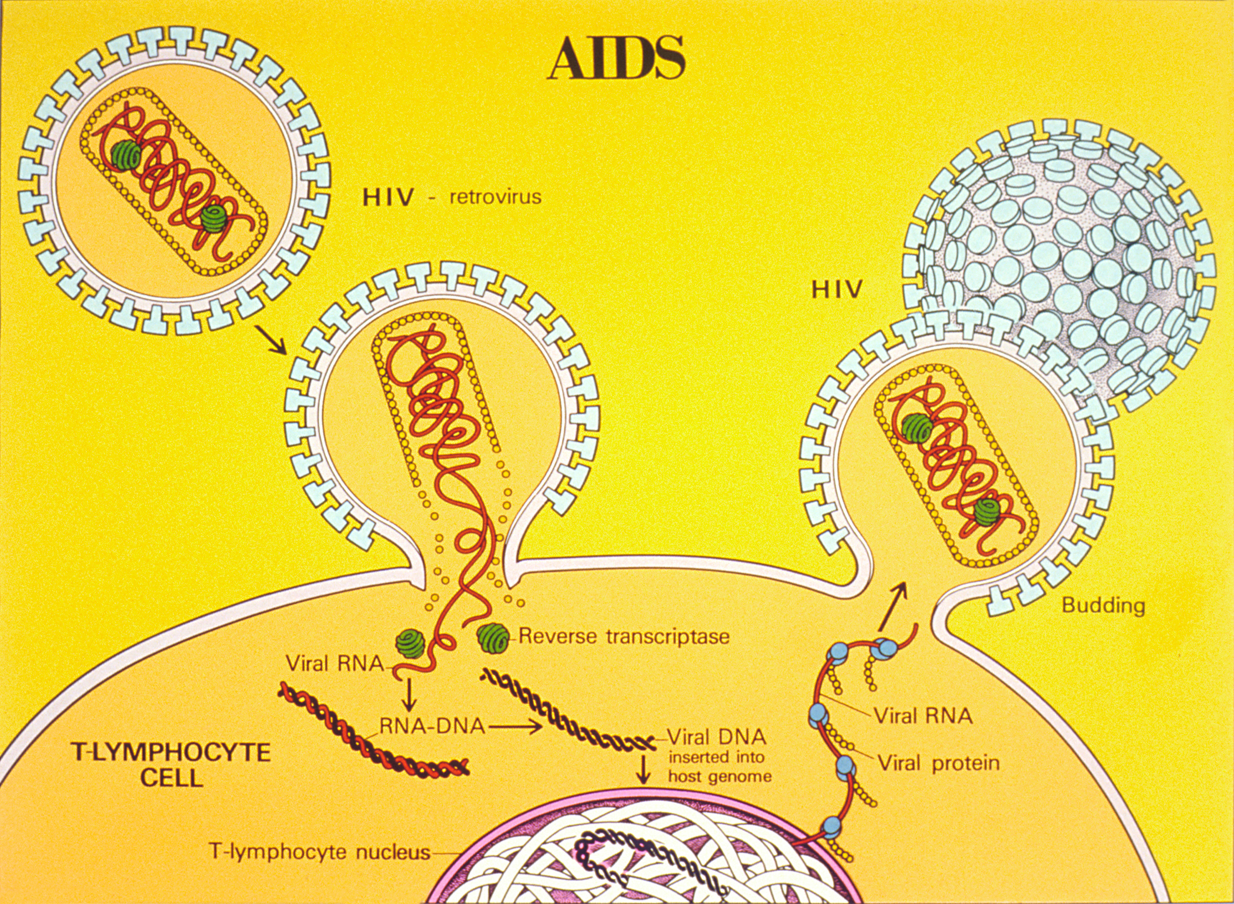AIDS life cycle illustration