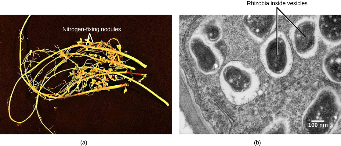La partie A est une photo de racines de légumineuses, longues et fines avec des appendices ressemblant à des poils. Les nodules sont des protubérances bulbeuses s'étendant à partir de la racine. La partie B est une micrographie électronique à transmission de la section transversale d'une cellule nodulaire. Des vésicules ovales noires contenant des rhizobiums sont visibles. Les vésicules sont entourées d'une couche blanche et sont dispersées de manière inégale dans toute la cellule, qui est grise.