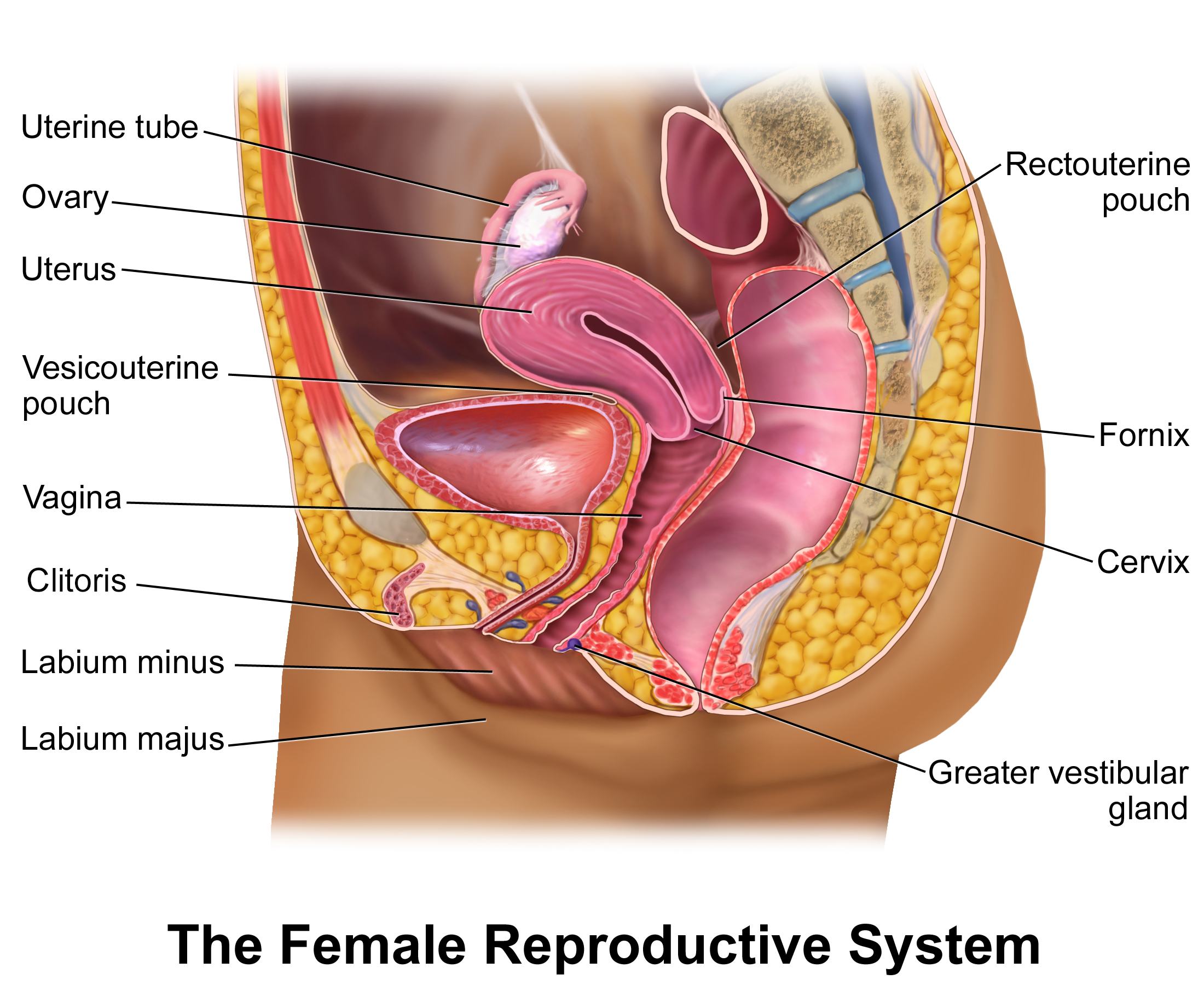 female reproductive system