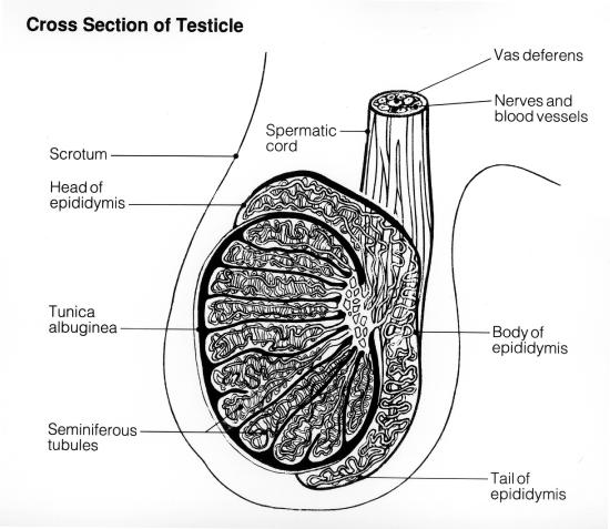 Testicle