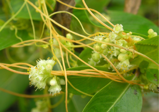 照片显示了一棵米色的藤蔓和白色的小花。 藤蔓包裹在带有绿叶的植物的木质茎上。