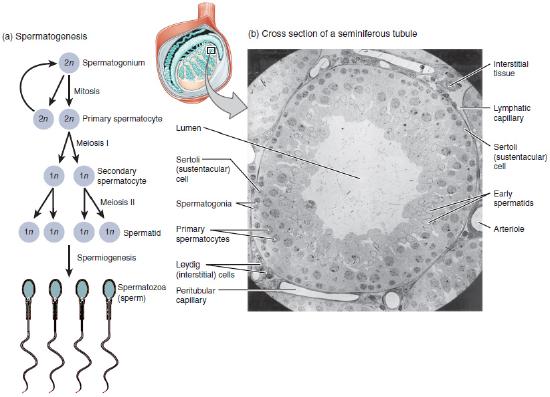 spermatogenesis in seminiferous tubules 