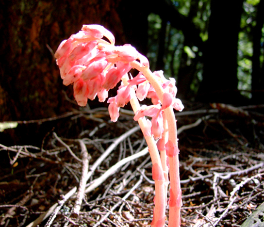 A foto mostra uma planta com caules rosa claro que lembram aspargos. Apêndices em forma de broto crescem nas pontas dos caules.
