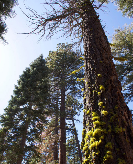 照片显示了一棵高大的松树，上面覆盖着绿色的地衣。