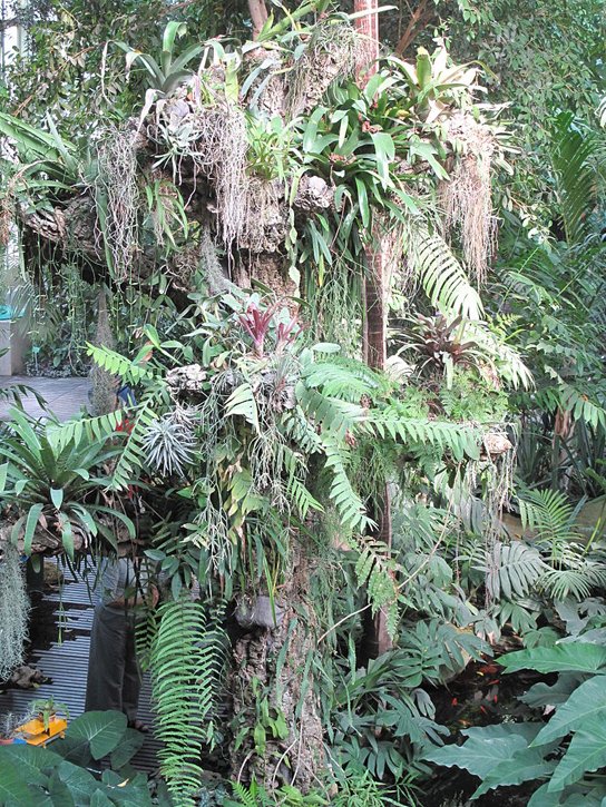 A foto mostra um tronco de árvore coberto de epífitas, que parecem samambaias crescendo no tronco de uma árvore. Há tantas epífitas que o tronco está quase obscurecido.