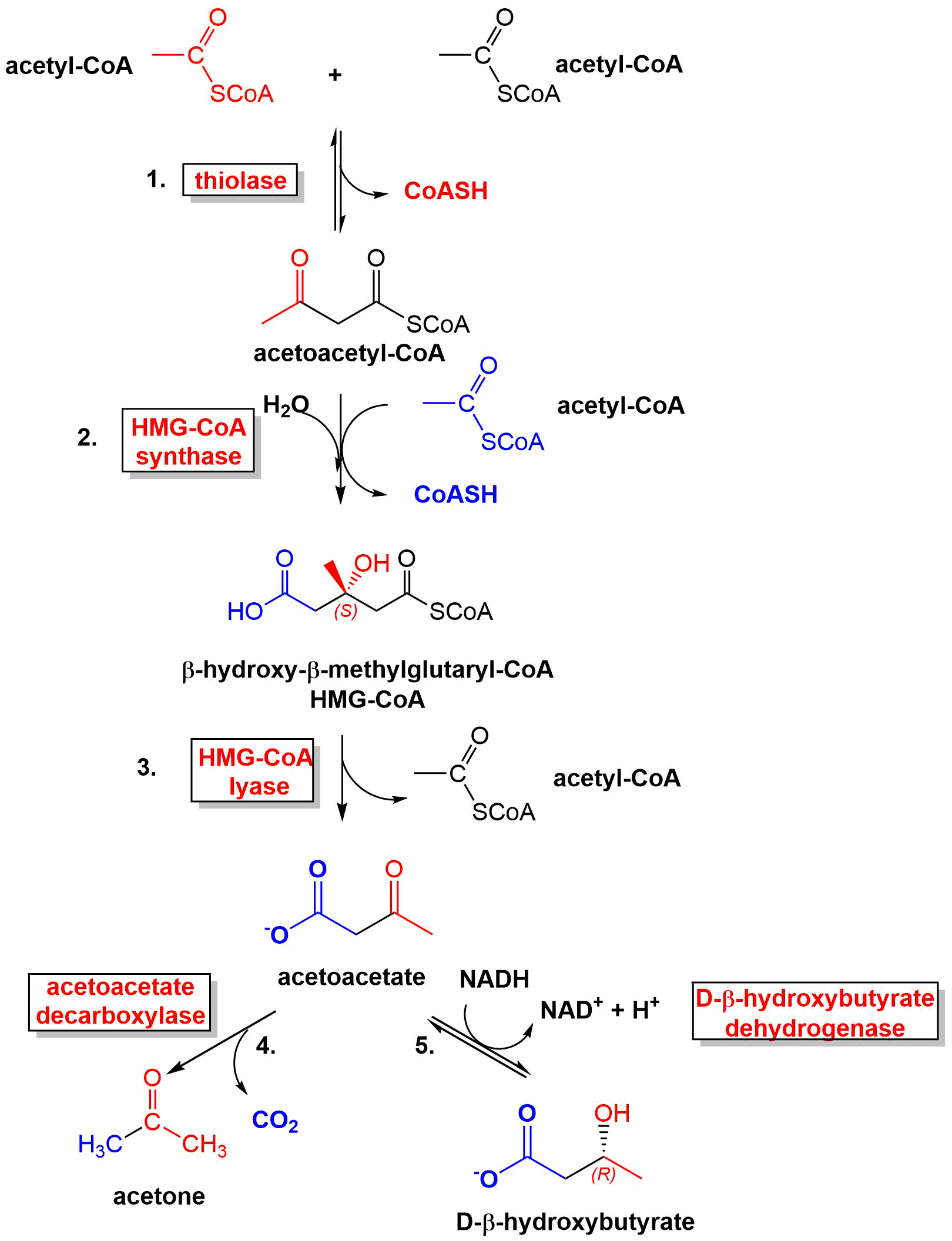 ketone bodies of synthesis