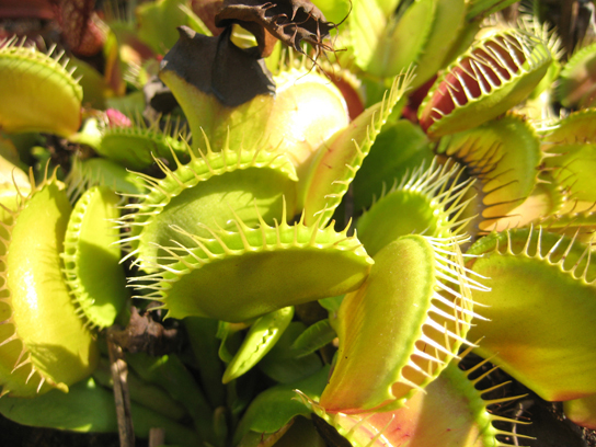 照片显示了金星捕蝇器。 这种植物成对的改良叶子看起来像嘴巴。 口腔开口处的白色头发状附属物看起来像牙齿。 嘴巴可以闭上粗心的昆虫，将它们困在牙齿里。