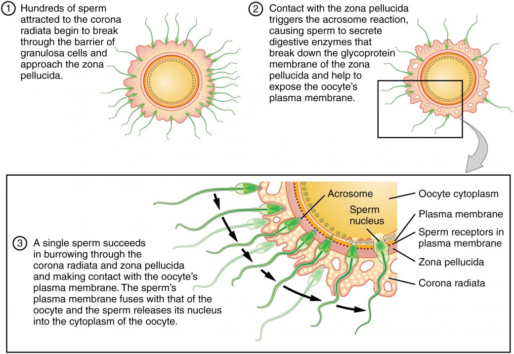 23.2: Germinal Stage - Biology LibreTexts