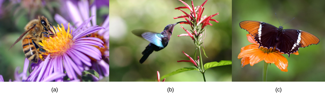 照片 A 显示了一只蜜蜂从一朵花宽而扁平的紫色花中喝花蜜。 照片 B 显示了一只蜂鸟正在喝一朵长长的管状红花中的花蜜。 照片 C 显示了一只蝴蝶从一朵扁平宽的橙色花中喝花蜜。