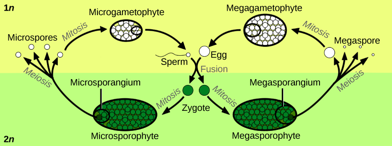插图显示了被子植物的生命周期，包括微配子体阶段和超级配子体阶段。 生命周期始于卵子和精子的融合形成合子。 合子经历有丝分裂，产生雄性微孢子体或雌性 megasporophyte。 microsporophyte 有一群叫做 microsporangium 的细胞，而 megasporophyte 有一群叫做 megasporangium 的细胞。 通过减数分裂，microsporangium 形成微孢子，megasporangium 形成巨孢子。 microspores 和 megaspores 都会经历有丝分裂，分别形成微配子体和 megagametophyte。 在微配子体中，卵子和精子的融合完成了周期。