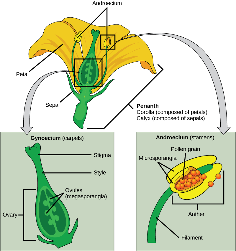 L'illustration montre des parties d'une fleur, appelée périanthe. La corolle est composée de pétales et le calice est composé de sépales. Au centre du périanthe se trouve une structure semblable à un vase appelée carpelle. Une fleur peut avoir un ou plusieurs carpelles, mais l'exemple illustré n'en possède qu'un. Le col étroit du carpe, appelé style, s'élargit pour former un stigmate plat au sommet. L'ovaire est la partie large du carpelle. Les ovules, ou mégasporanges, sont des grappes de gousses situées au milieu de l'ovaire. L'androcée est composé d'étamines qui se regroupent autour du carpelle. L'étamine est constituée d'un long filament ressemblant à une tige avec une anthère à l'extrémité. L'anthère illustrée est trilobée. Chaque lobe, appelé microsporange, est rempli de pollen.